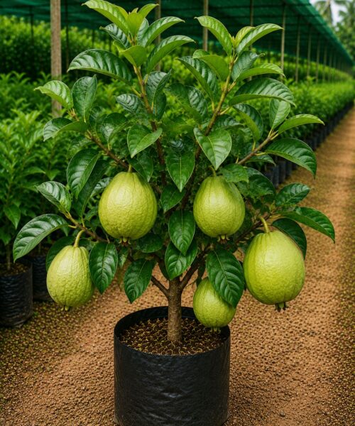 Aglaonema Siam(लखनऊवां उनचास अमरूद)