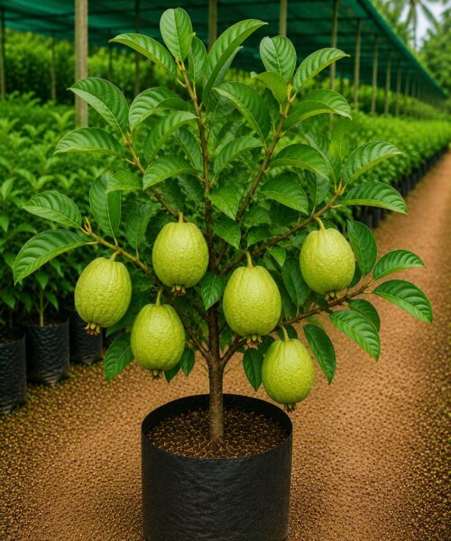 Allahabadi Guava (इलाहाबादी अमरूद)