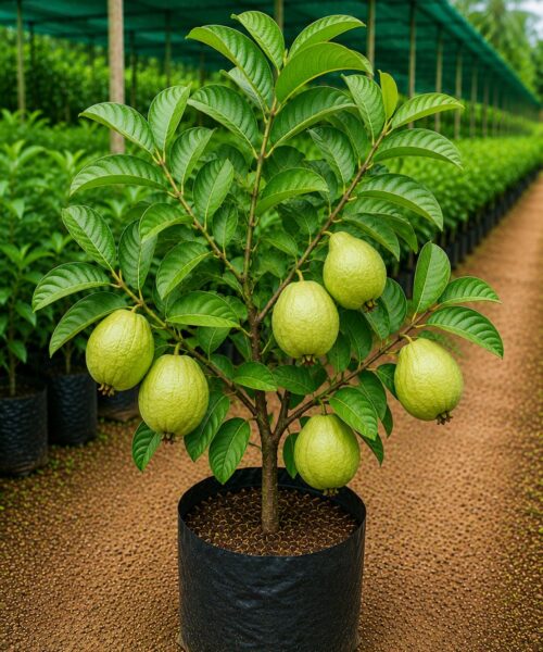 Barf Khana Guava (बर्फ खाना अमरूद)