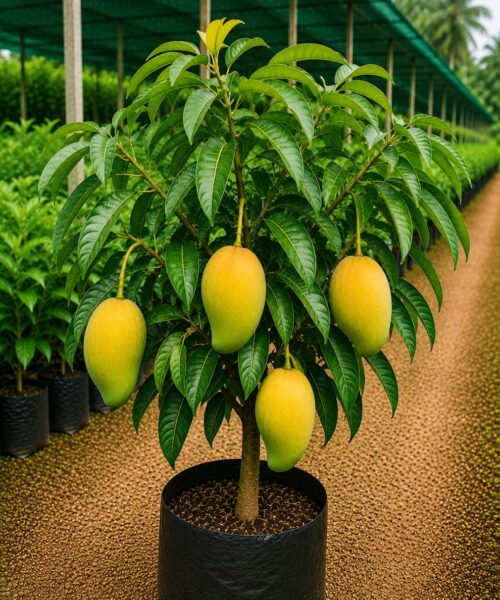 Chausa Mango (चौंसा आम)