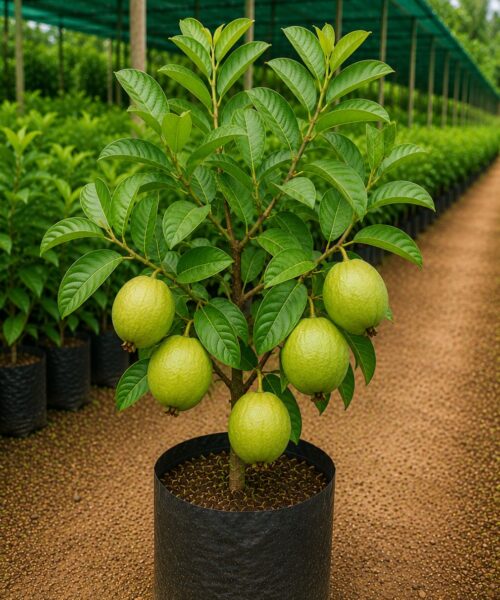 Hisar Safeda Guava (हिसार सफेदा अमरूद)