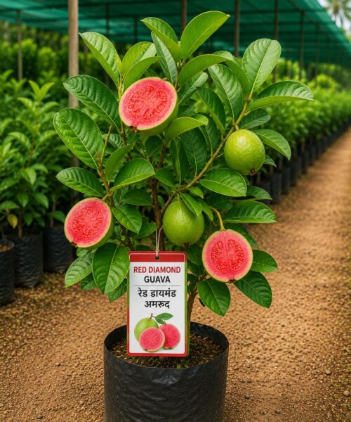 Red Diamond Guava (रेड डायमंड अमरूद)