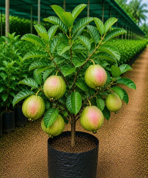 Taiwan Pink Guava (ताइवान पिंक अमरूद)