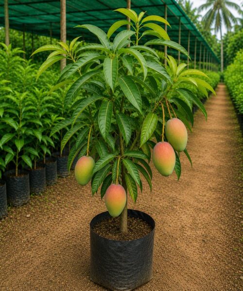 Amrapali Mango (अमरपाली आम)