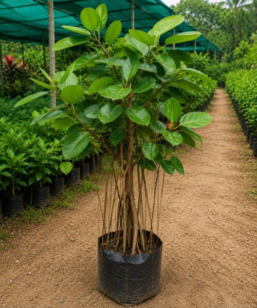 Banyan Tree (बरगद)