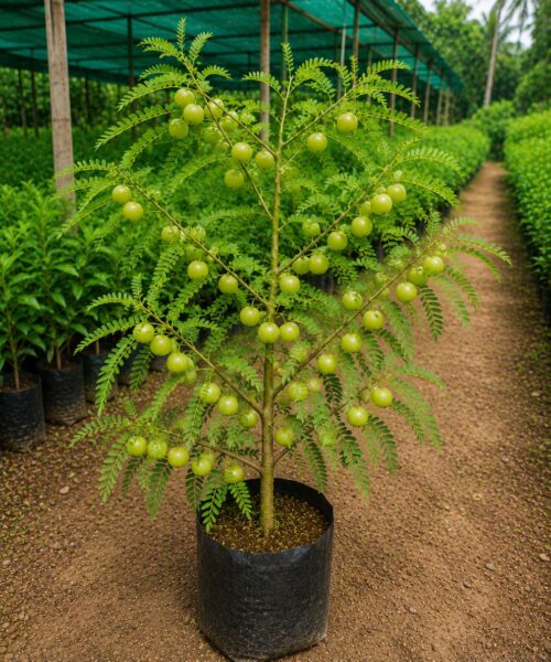 Chakaiya Amla (आंवला चकैया)
