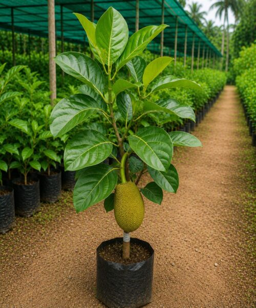 Grafted Jackfruit Plant (कटहल ग्राफ्टेड)