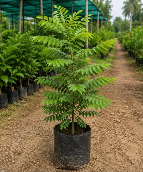 Indian Rosewood Tree (शीशम)