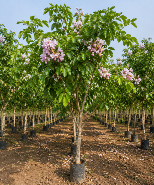 Karanj Tree (कांजी / करंज)