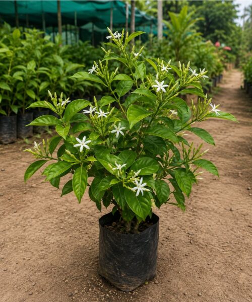 Mohni Plant (मोहनी)
