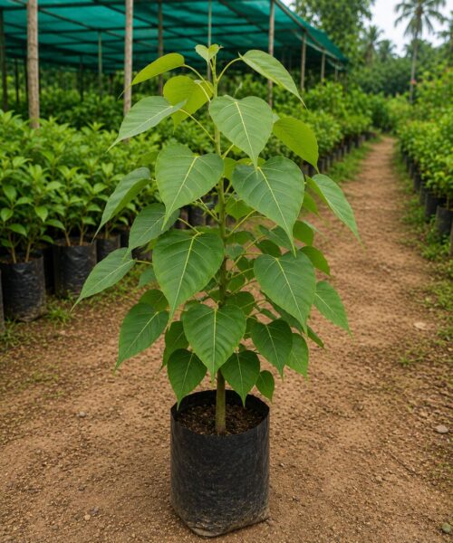 Peepal Tree (पीपल)