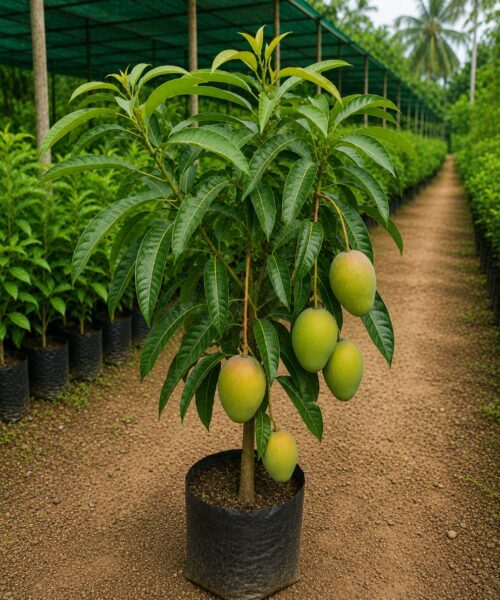 Ramkela Mango (रामकेला आम)
