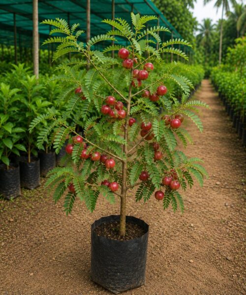 Red Amla (आंवला रेड)